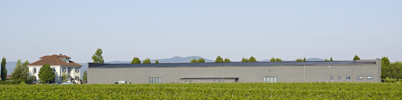 Wijnbedrijf Schneider, Ellerstadt